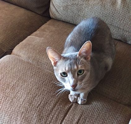 GizmoBuckeye