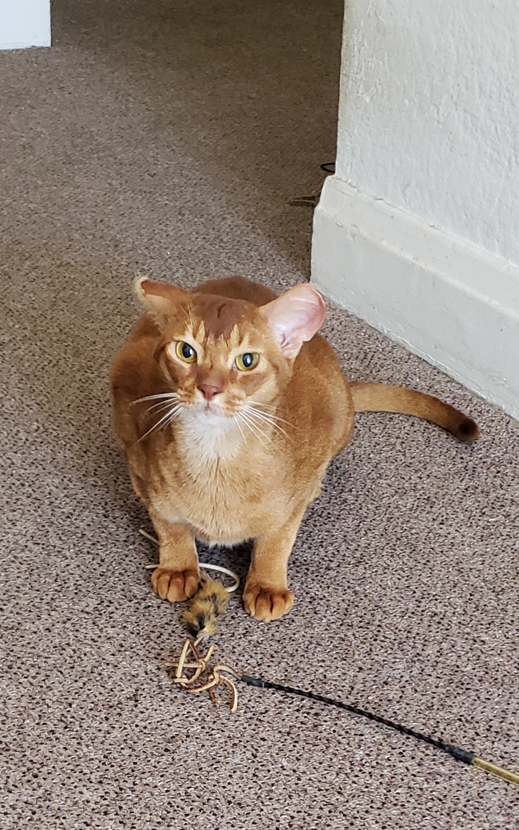 Luca2