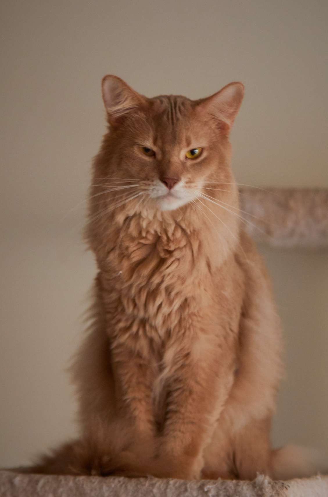 PeachFuzz2 1