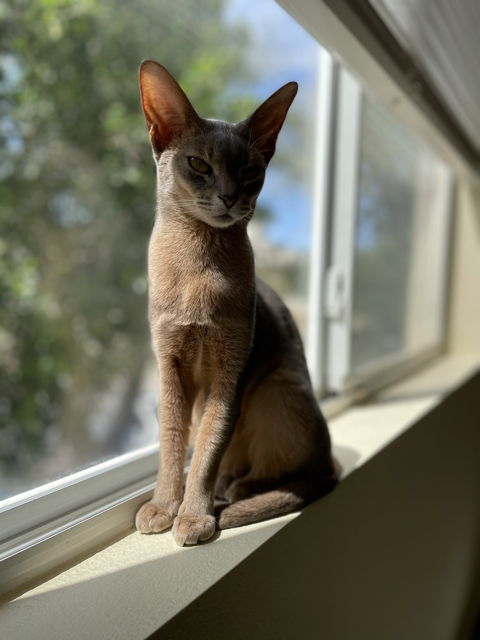 VelvetAZ9
