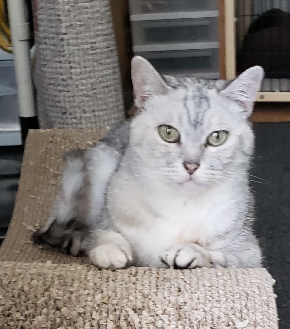 Gracie17