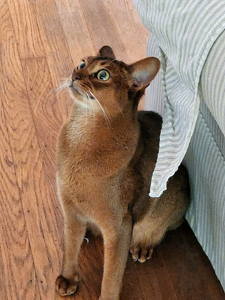 Milo8