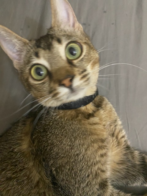 Kitten6