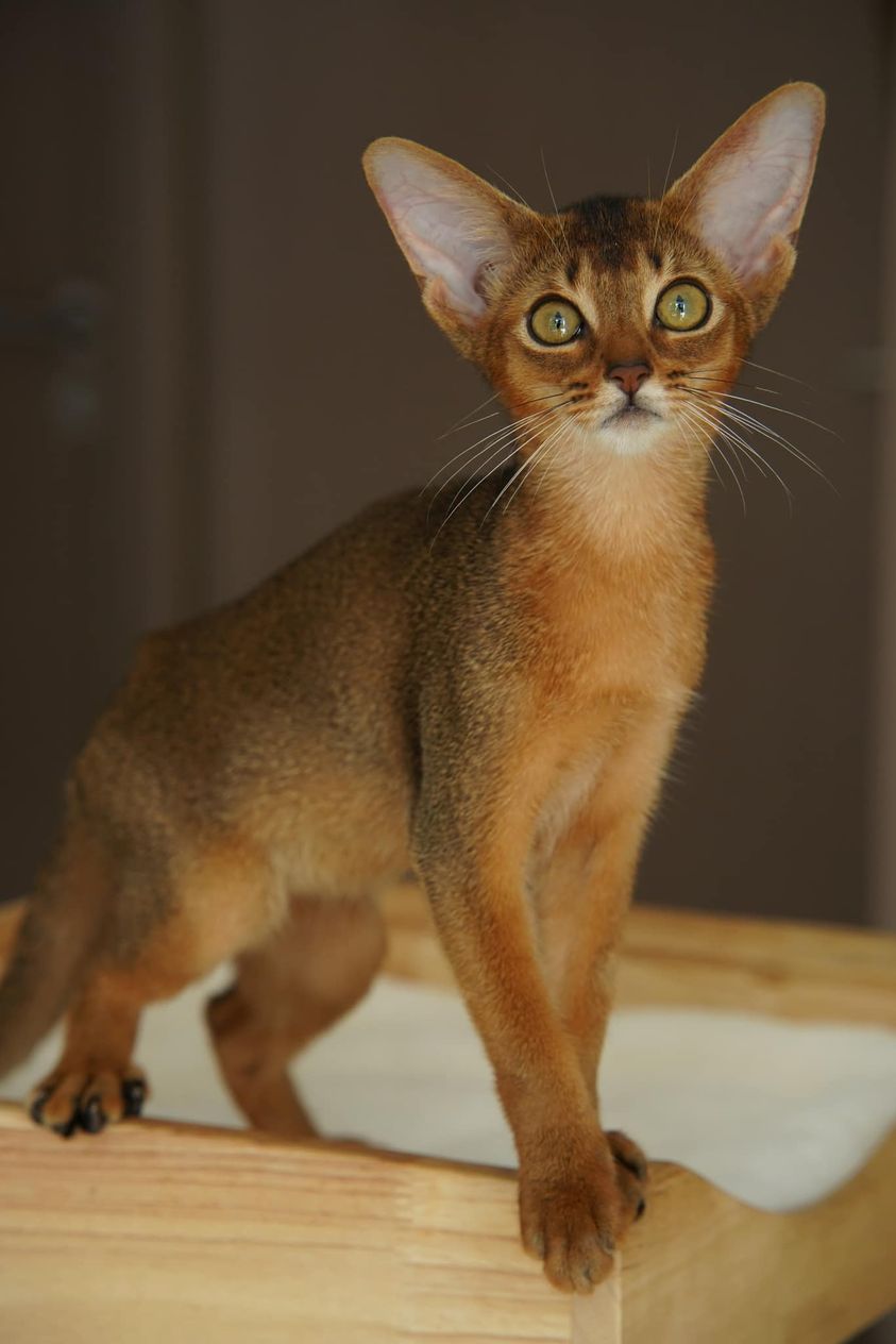 Oneonekitten