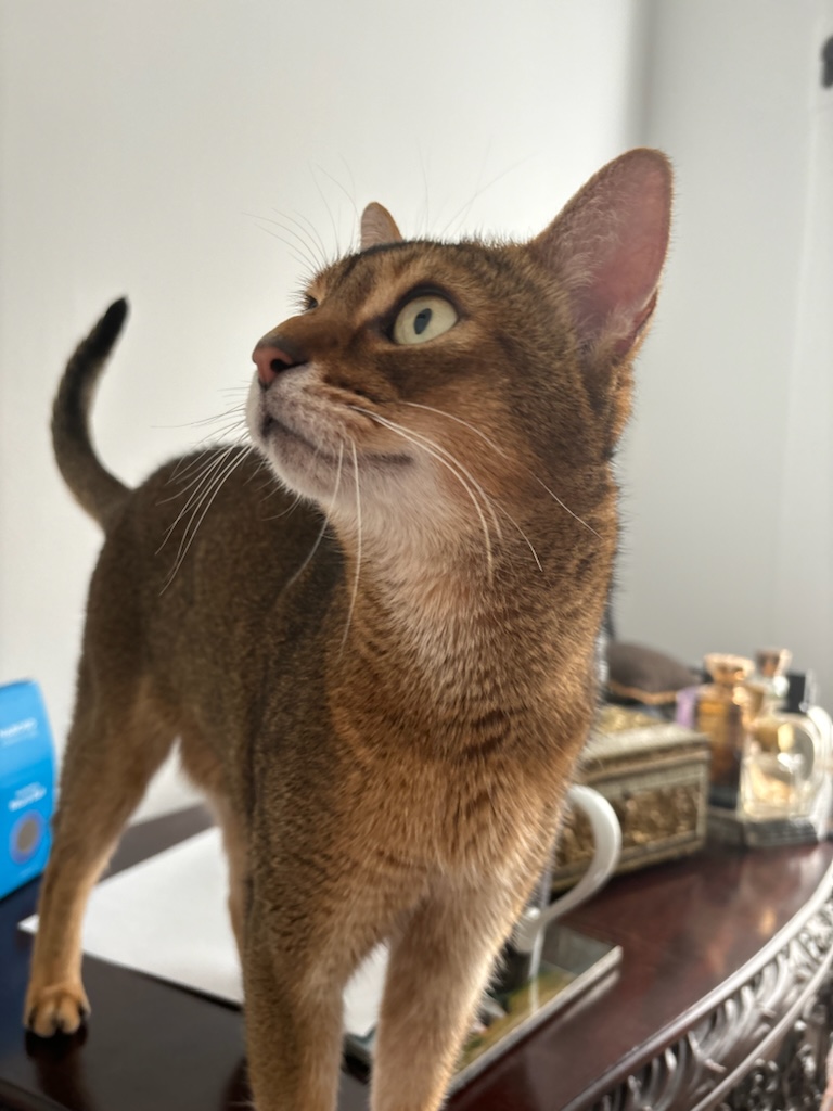 Jasper