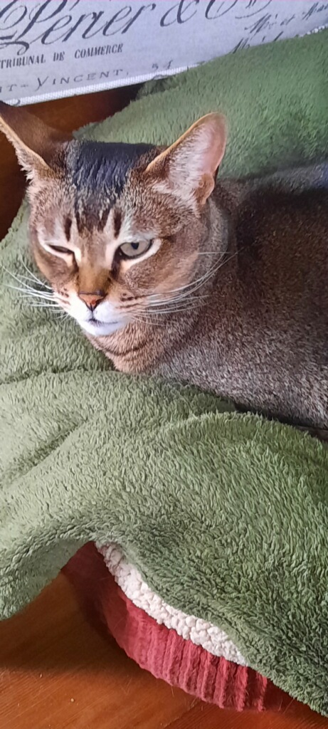 Loki1