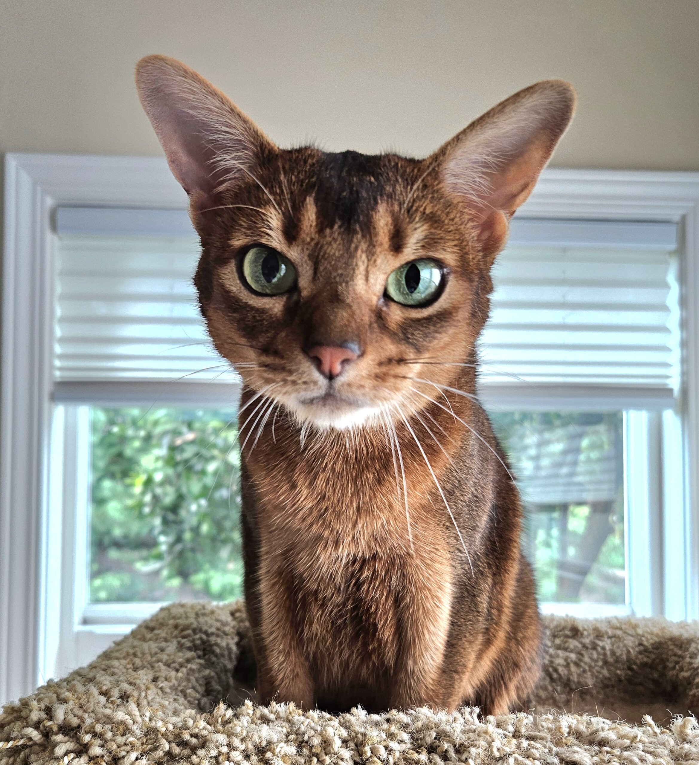 Zoey2 scaled